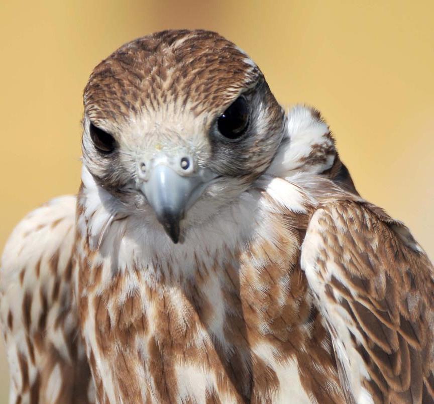 Fauna selvatica, arrivano i fondi 