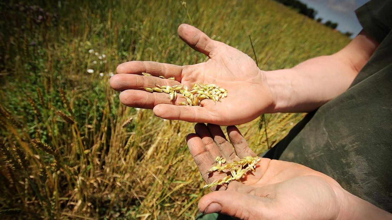 Agricoltura “bio”, è boom ma non in Sardegna 