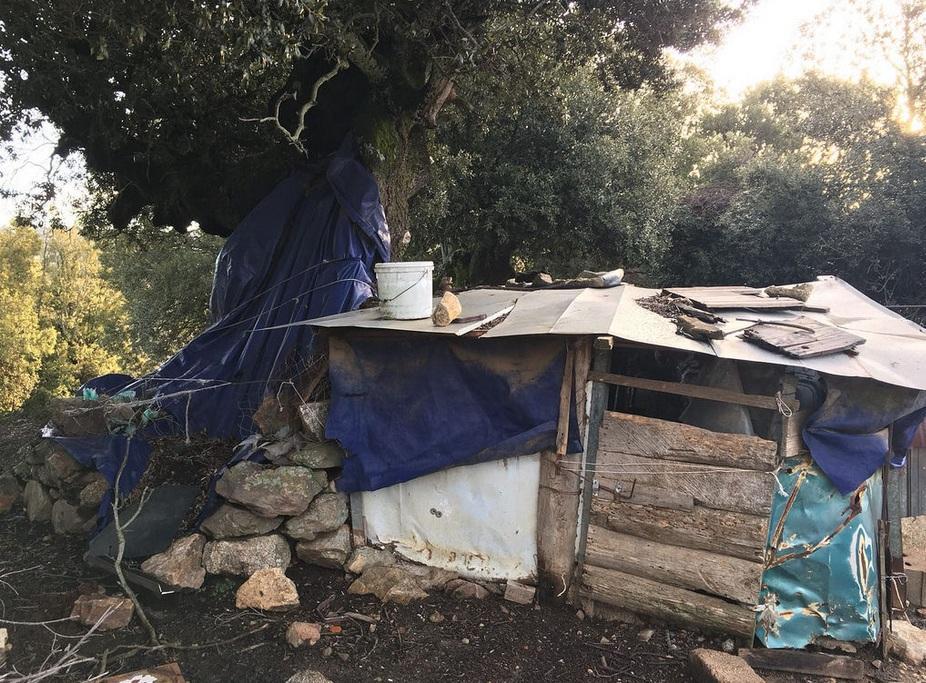 Peste suina, abbattuti altri 112 capi in provincia di Nuoro