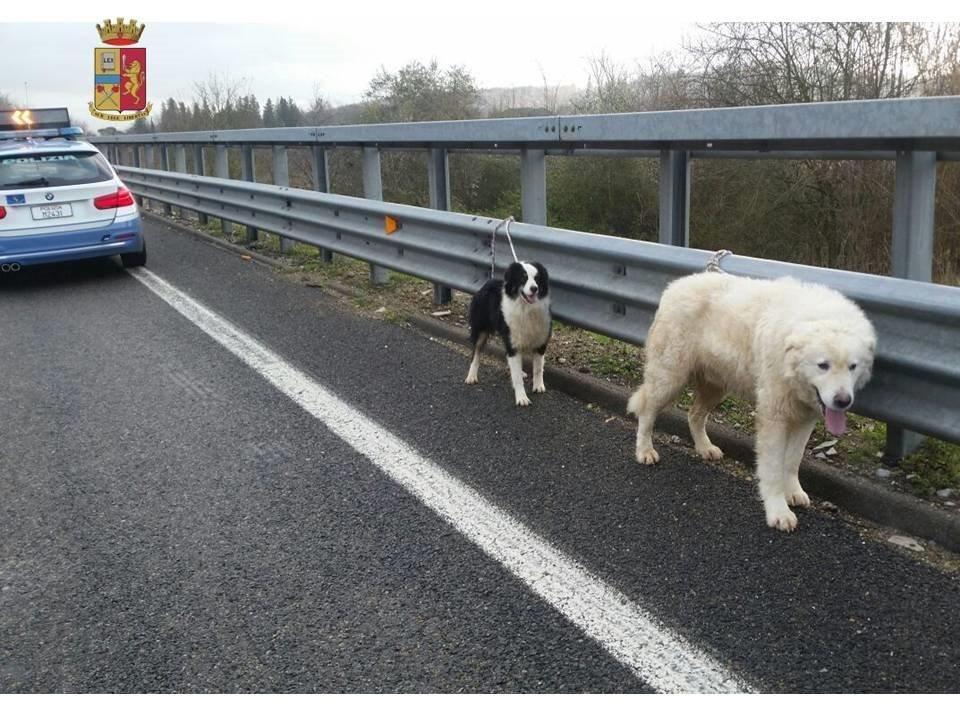 Luna e Rambo in attesa dell'arrivo del veterinario