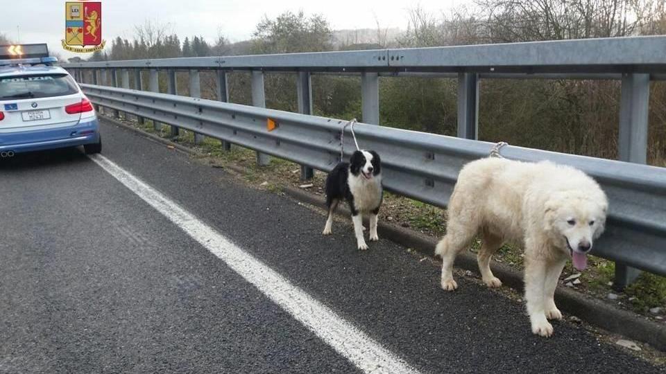 Luna e Rambo in attesa dell'arrivo del veterinario