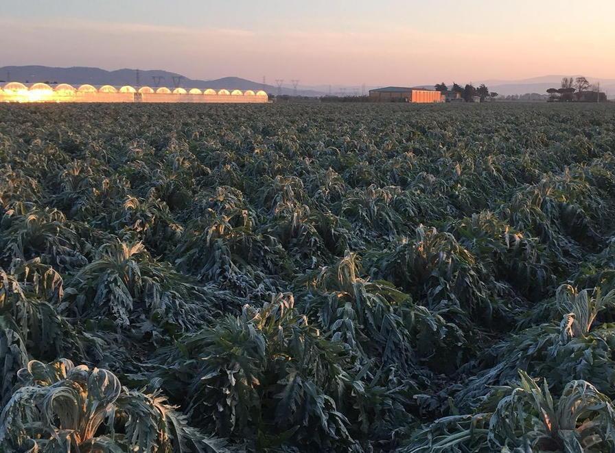 Agricoltura, la Regione ora fa la conta dei danni 