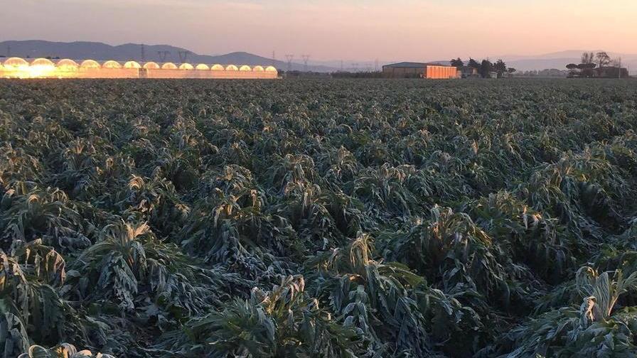 Agricoltura, la Regione ora fa la conta dei danni