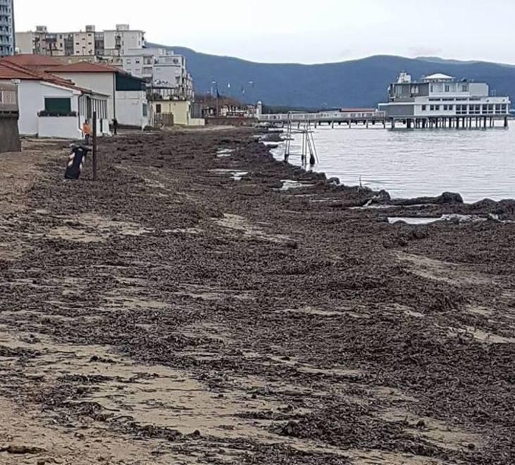 Spiaggia invasa dalle alghe «Non le possiamo togliere» 