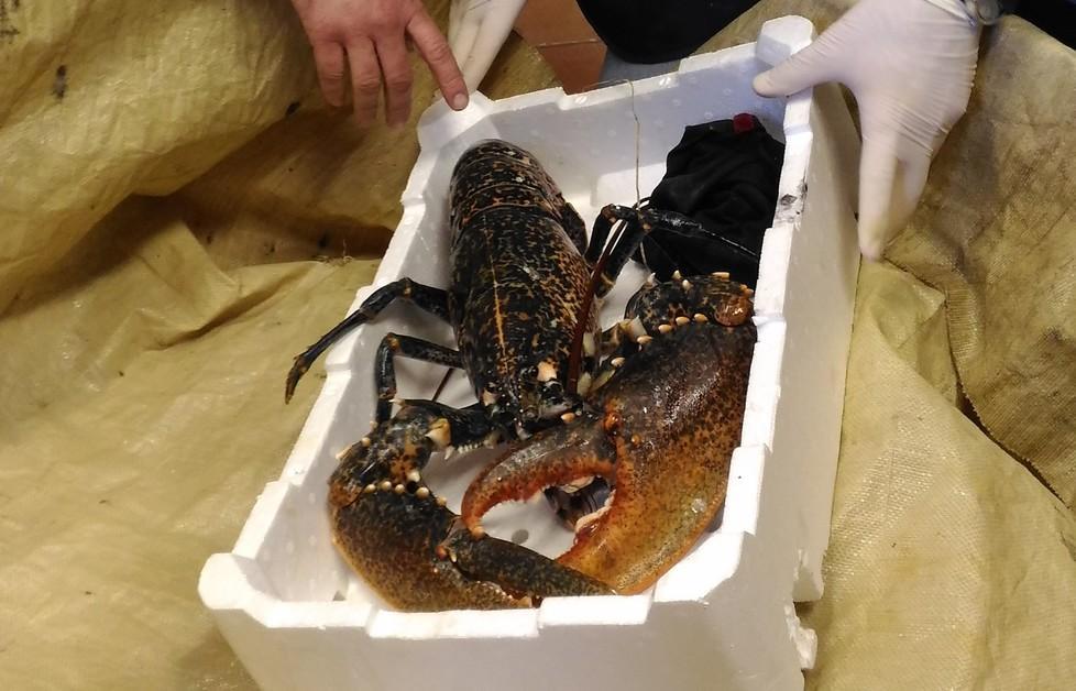 Pescatore multato per l’astice 
