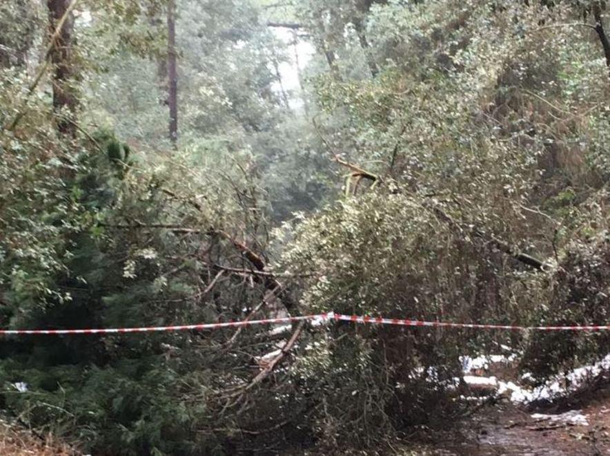 Strage di alberi in pineta È diventata una piscina 