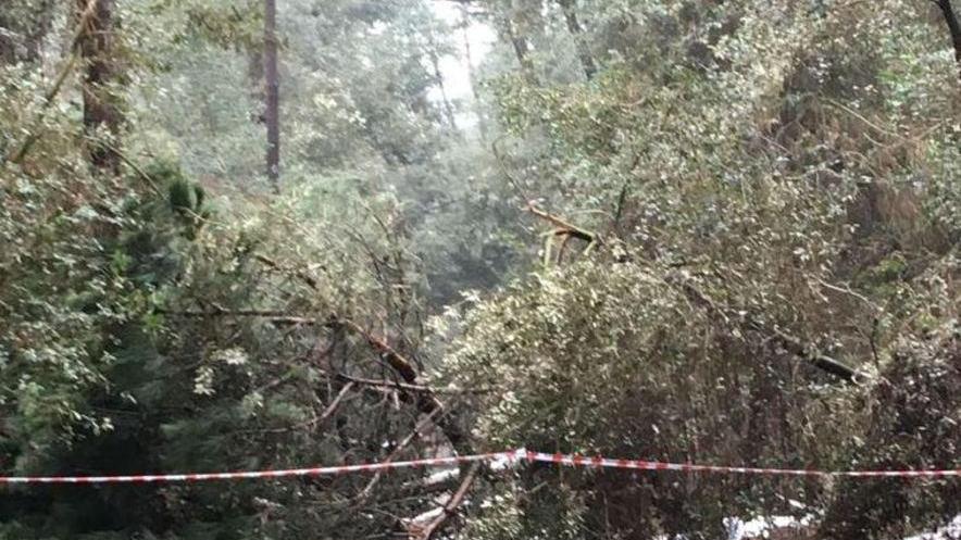 Strage di alberi in pineta È diventata una piscina