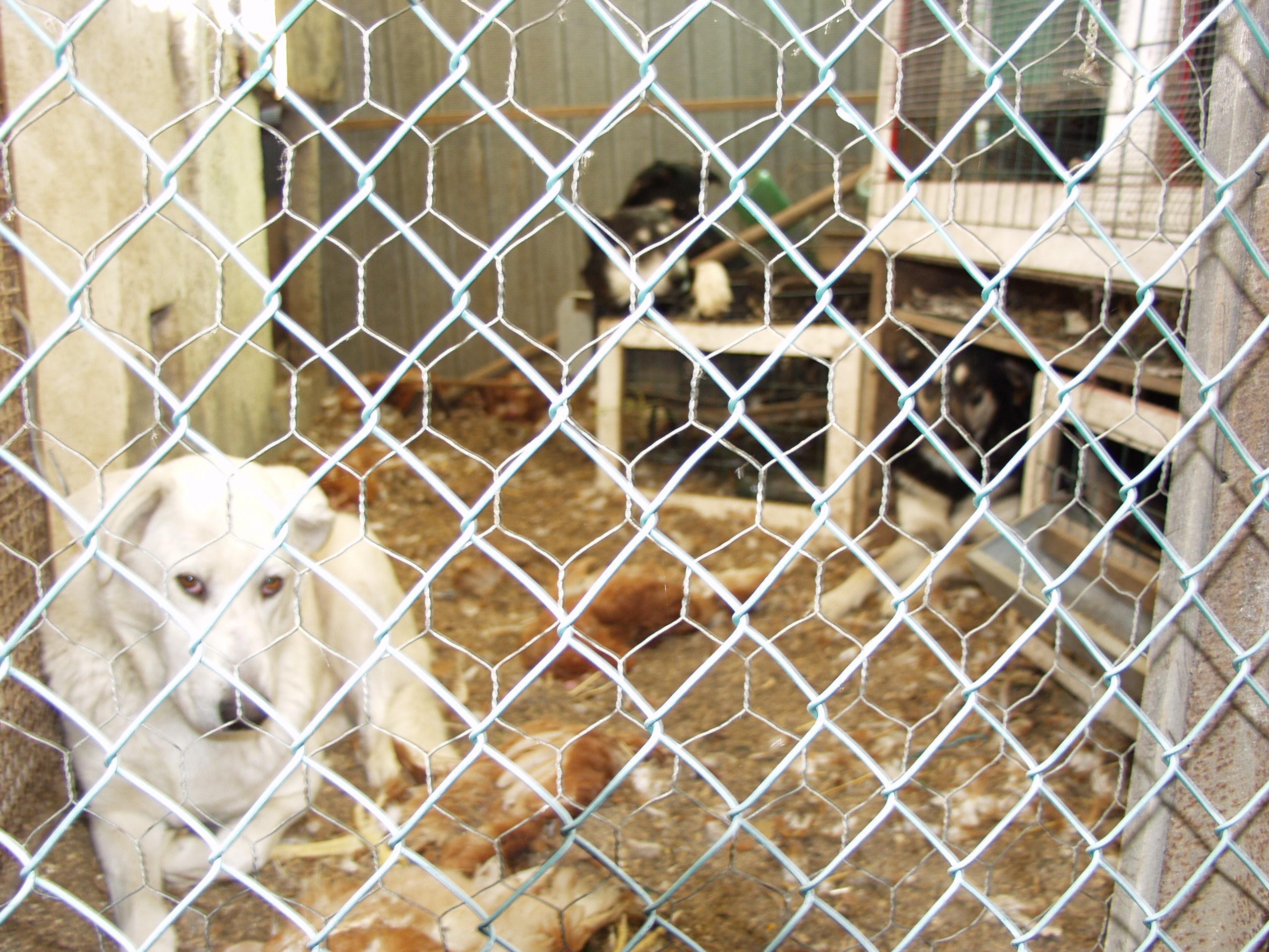 “Adotta un amico”. L’elenco dei cani in cerca di padrone