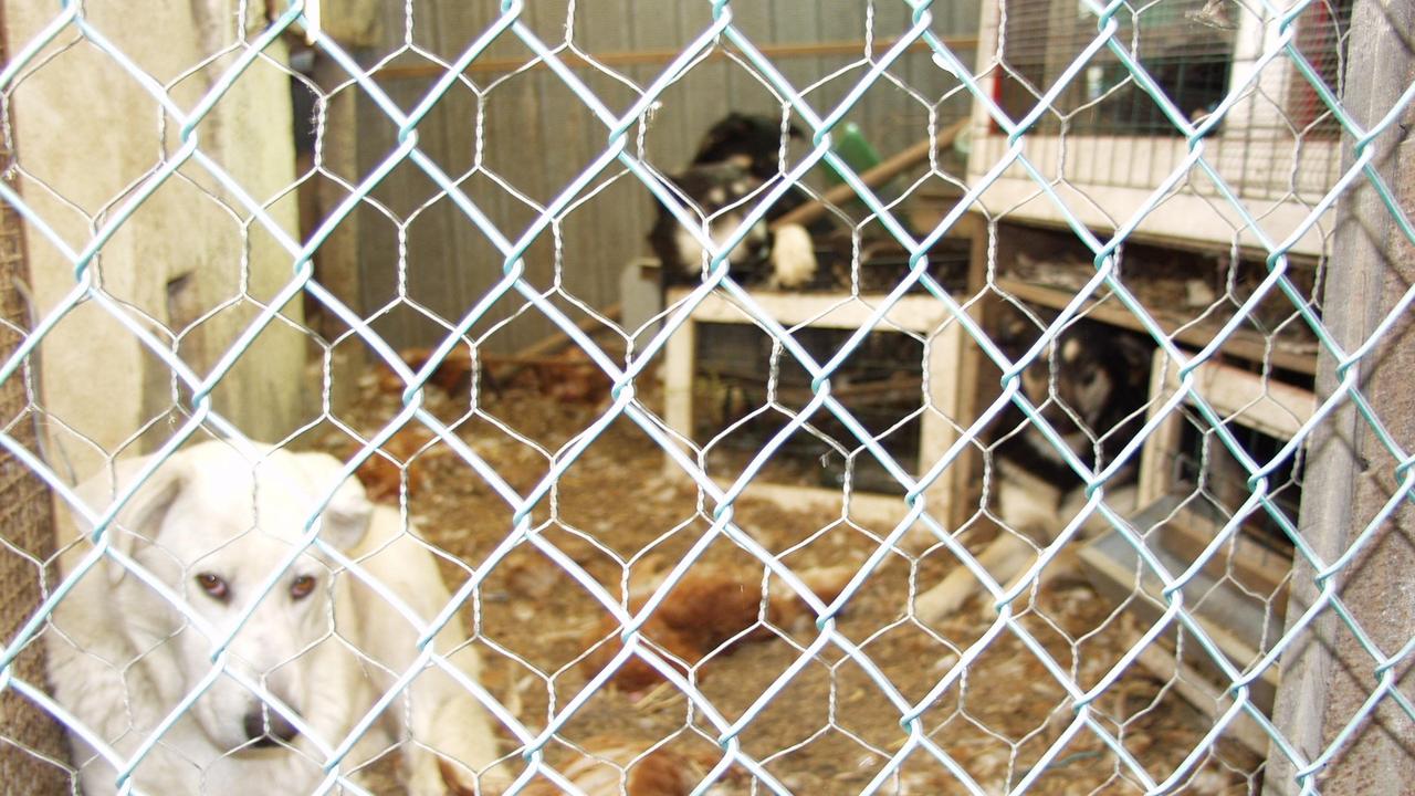 “Adotta un amico”. L’elenco dei cani in cerca di padrone