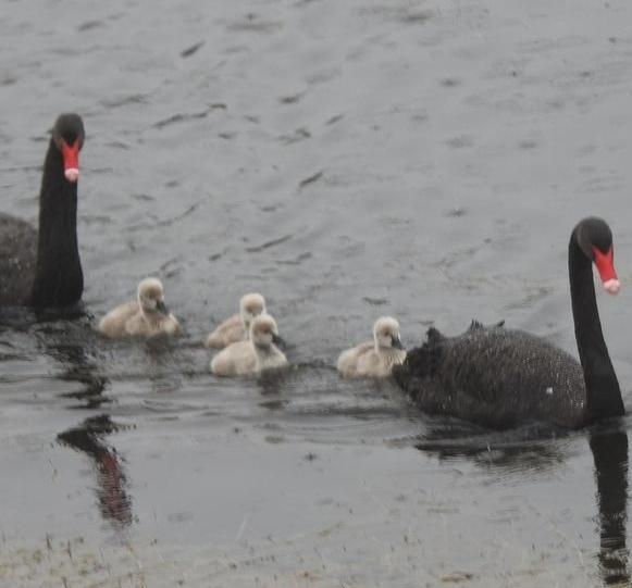 Morti due cigni cuccioli