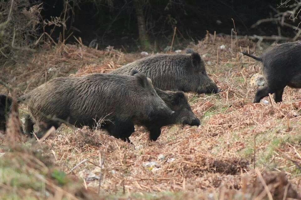 Sassuolo: Albero d’Oro, nuovo allarme cinghiali 