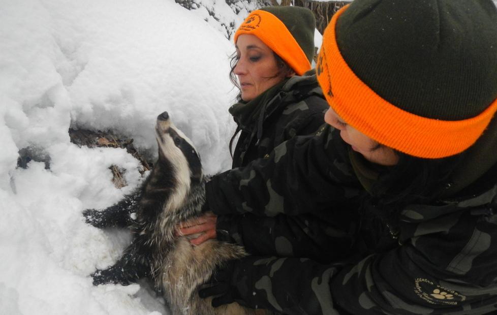 I volontari del Pettirosso: "Emergenza tra i ghiacci, animali da salvare" 