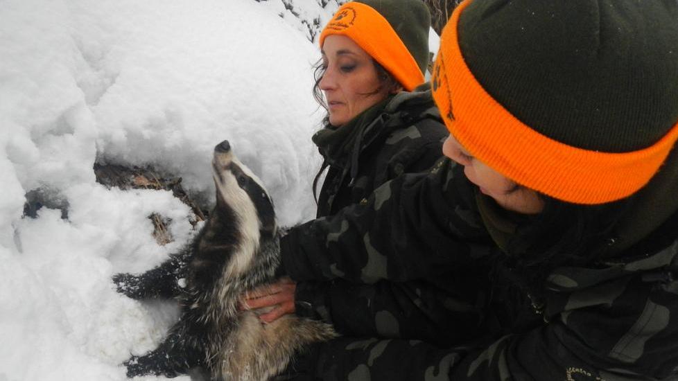 I volontari del Pettirosso: "Emergenza tra i ghiacci, animali da salvare"