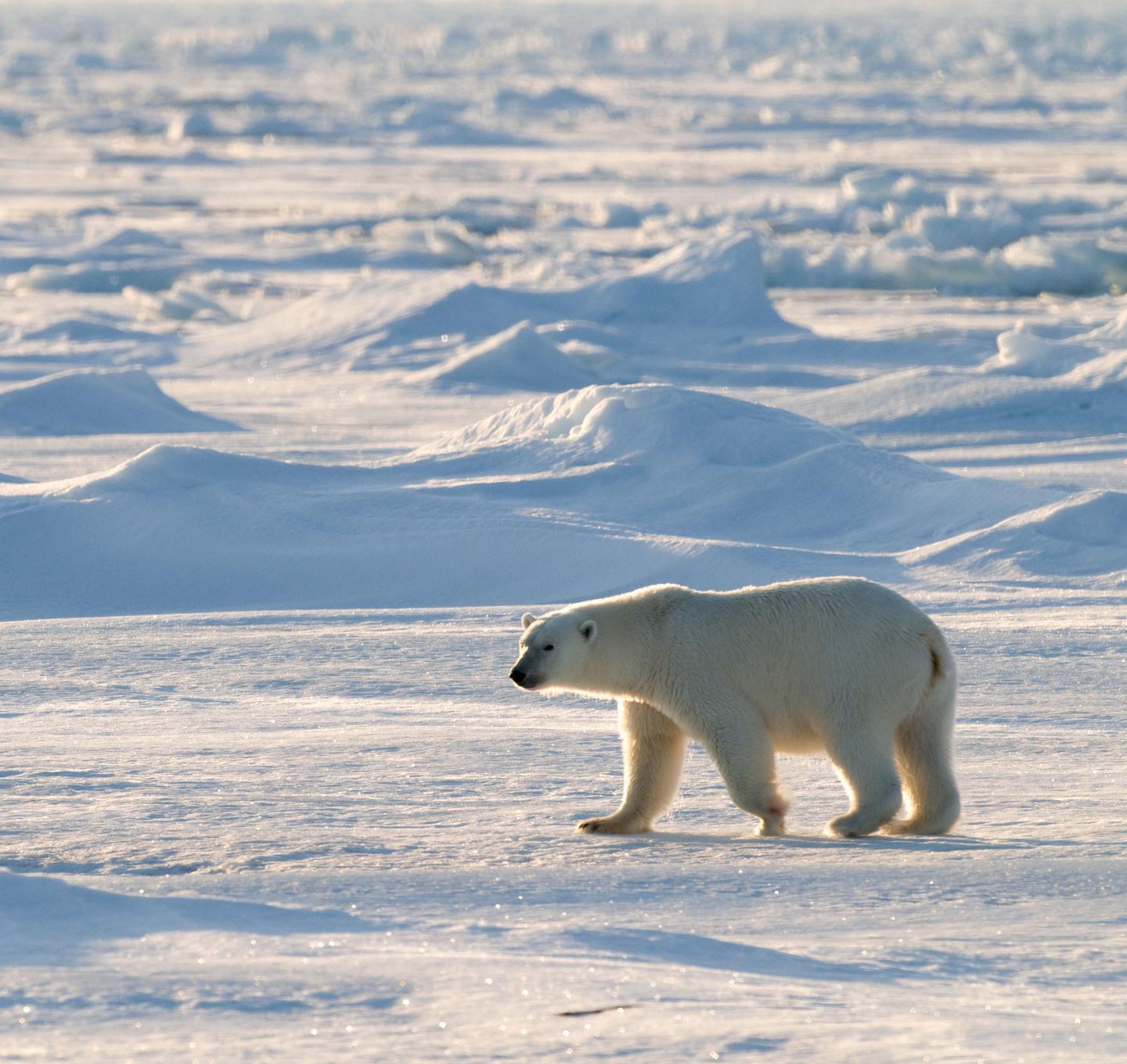 Tour operator targato Wwf