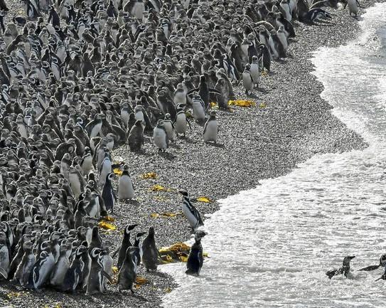 Antartide, scoperta mega-colonia di pinguini