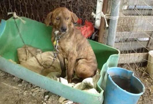 Cani denutriti nell’ovile liberati dai carabinieri