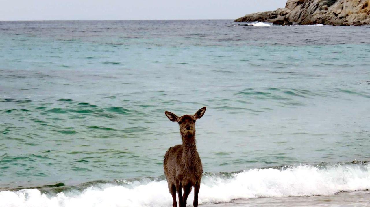 La cerva in spiaggia in una foto di Doriana Cireddu