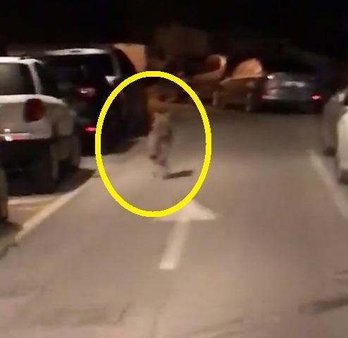 Rispunta il “lupo”: gira intorno al Roxi bar, poi scompare 