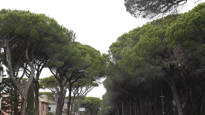 Un punto di contatto tra le chiome in viale dei Platani a Marina di Grosseto (foto Agenzia Bf)