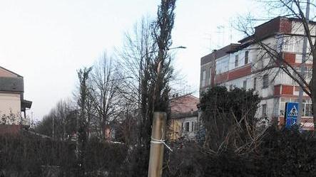 Nuovi sostegni alle piante in zona cimitero