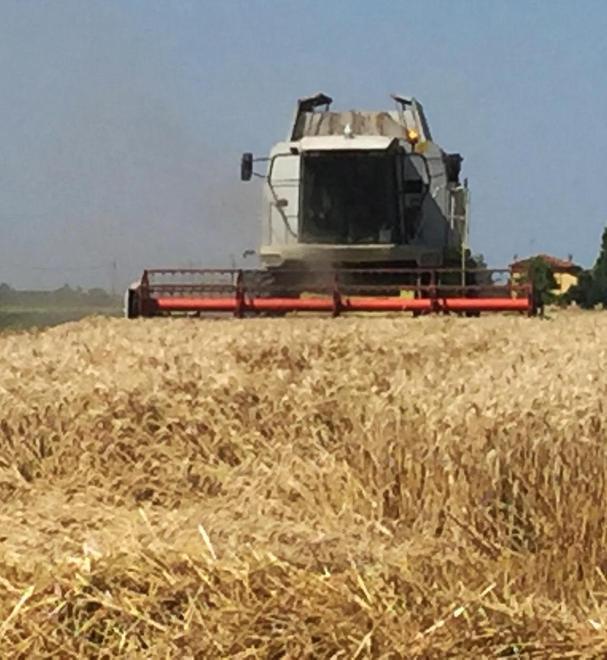 Più grano, meno mais L’andamento per la semina 2018 