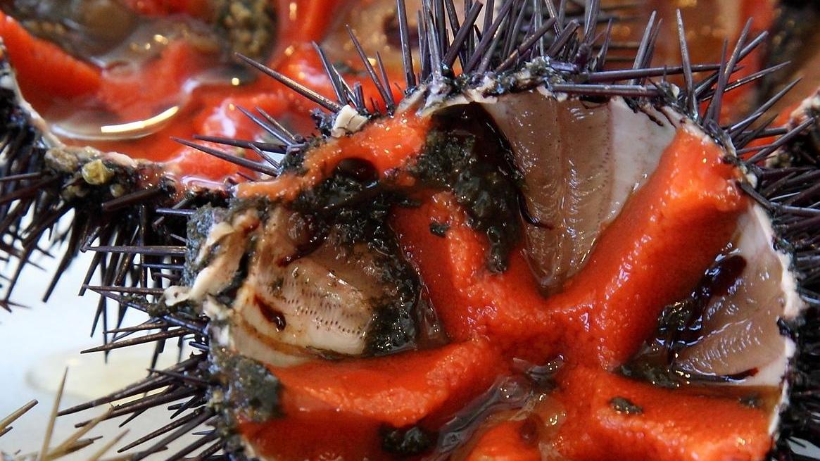 Tutto pronto per la sagra dei ricci