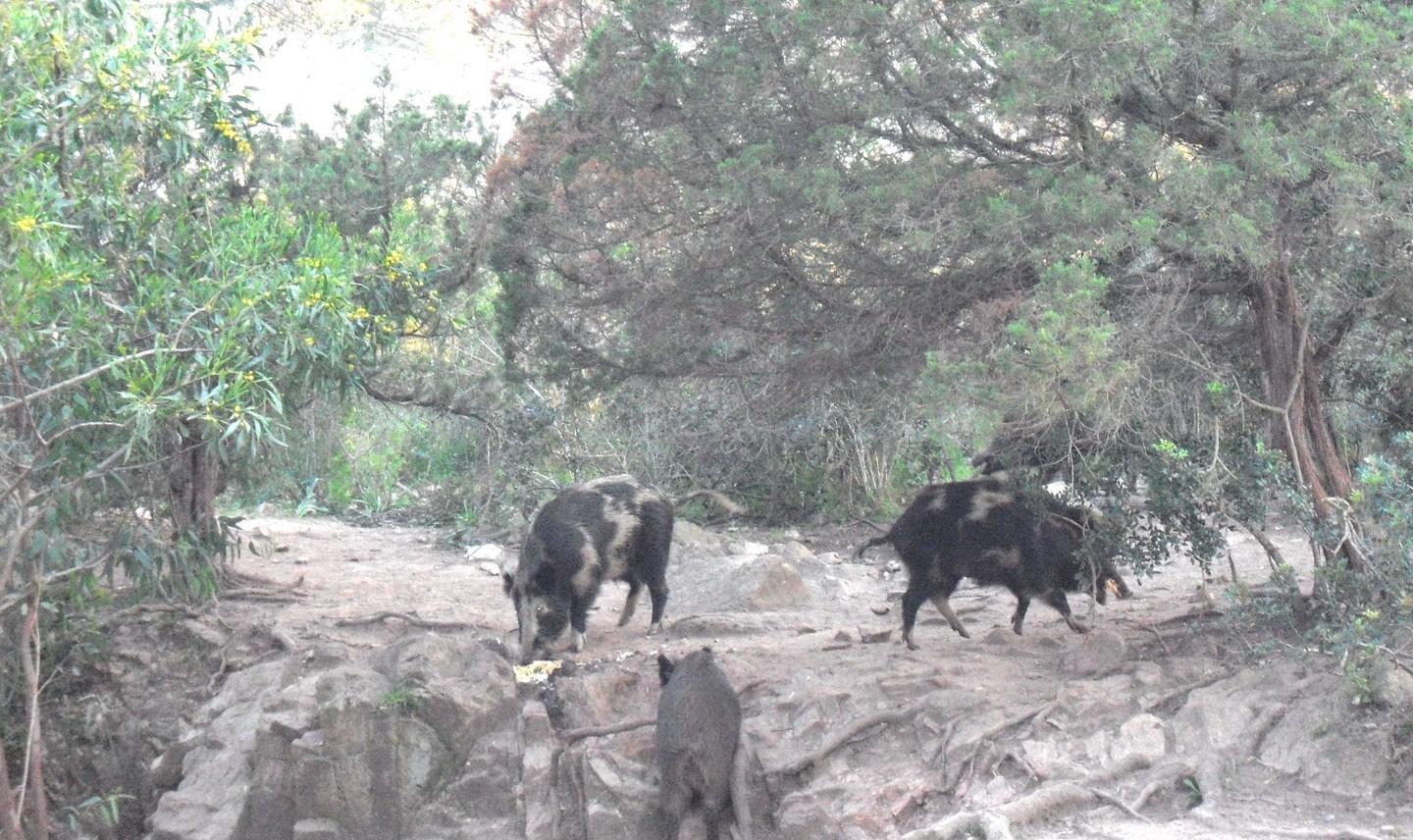 Abbattuti 100 cinghiali, il Parco: «Intervento di successo»