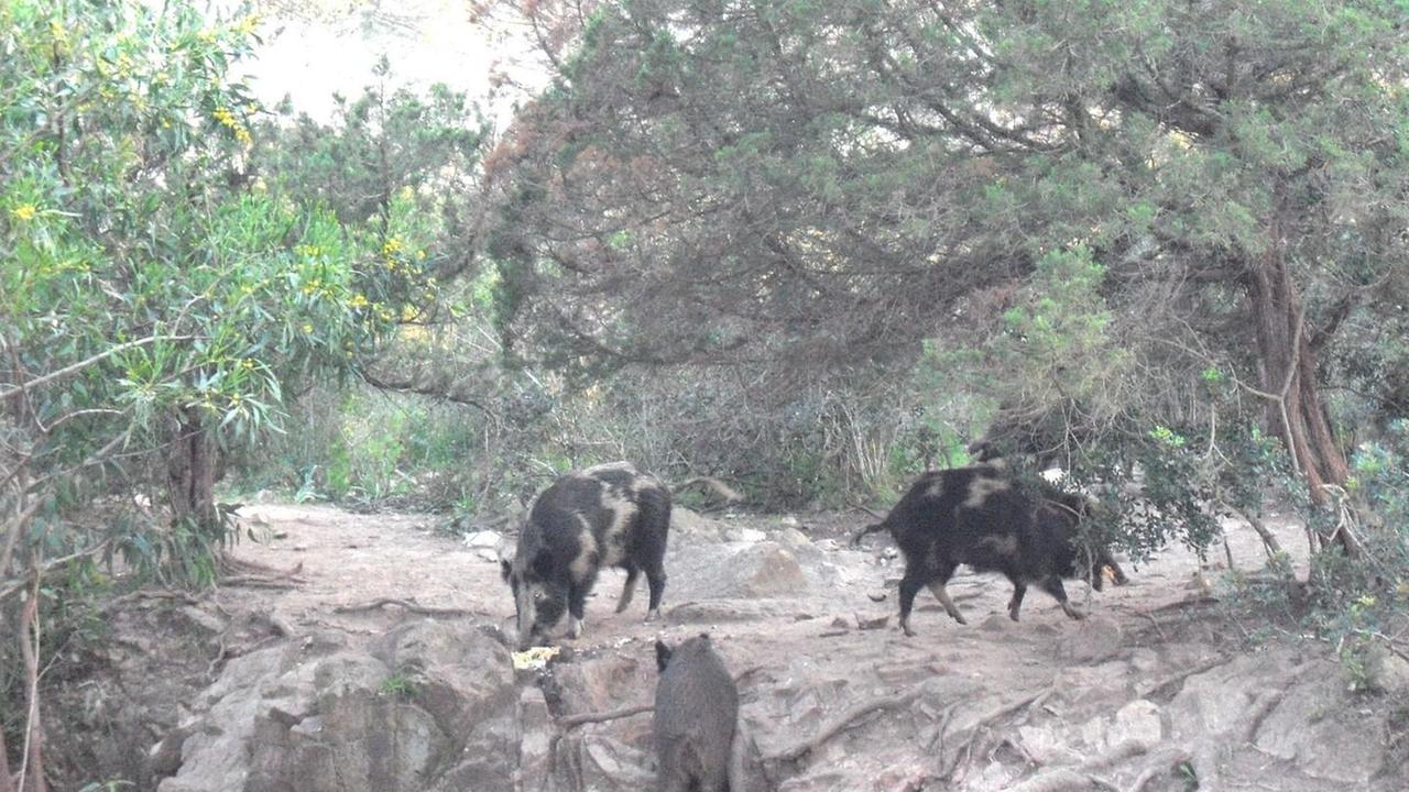 Abbattuti 100 cinghiali, il Parco: «Intervento di successo»