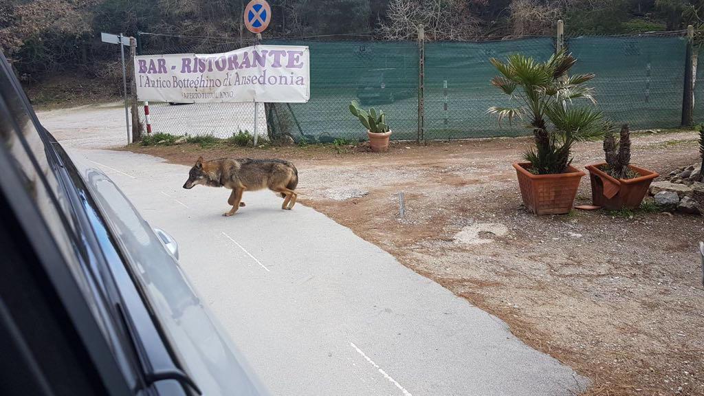 L’animale fotografato dal ristoratore e postato su Facebook