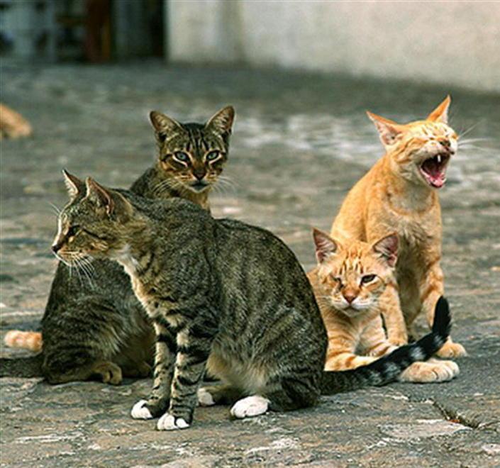«Gatti in pericolo, teneteli in casa» 