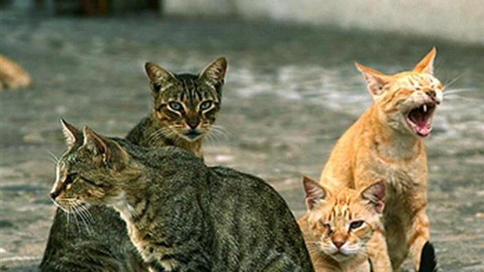 «Gatti in pericolo, teneteli in casa»