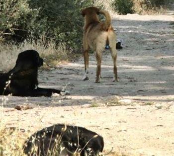 Cabras invasa dai randagi Il sindaco lancia l’allarme 