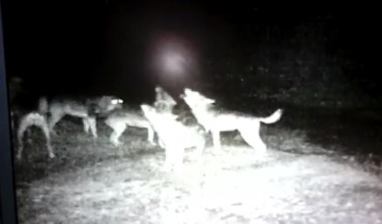 Danni provocati dai lupi, c’è il bando per i rimborsi 
