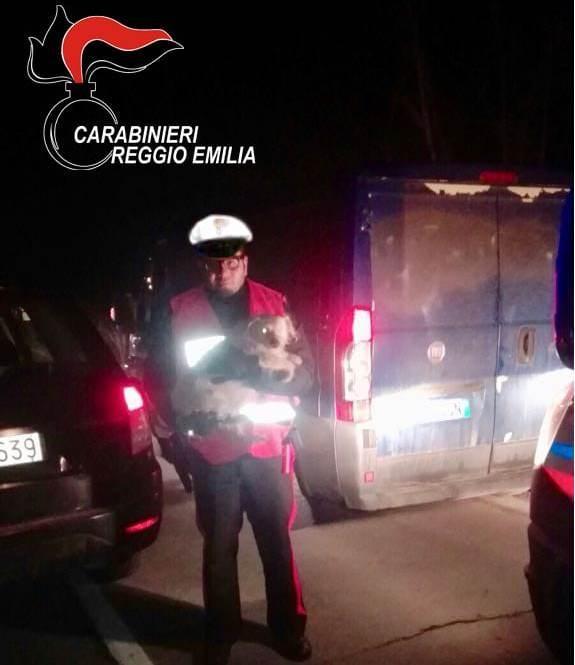 Carabinieri salvano un cane dopo l'incidente