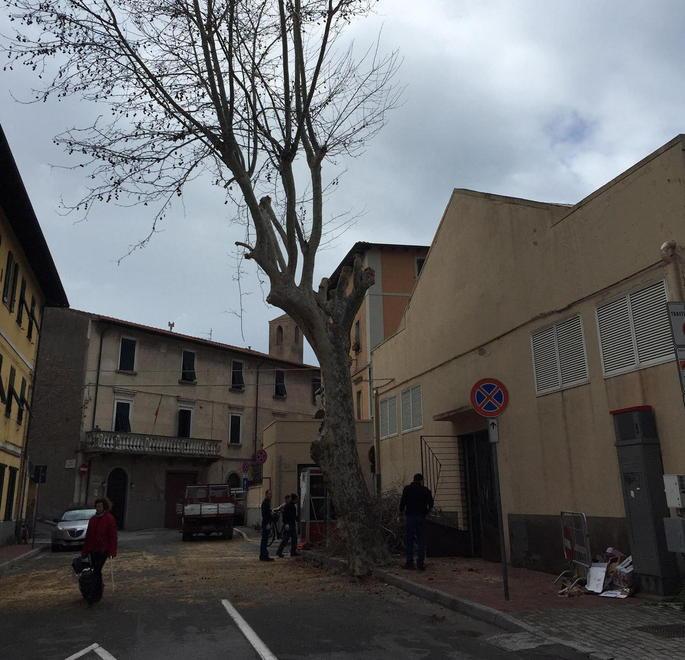 Capitozzatura degli alberi tra le proteste