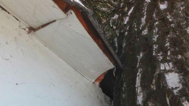 «Quell’albero minaccia la mia casa»