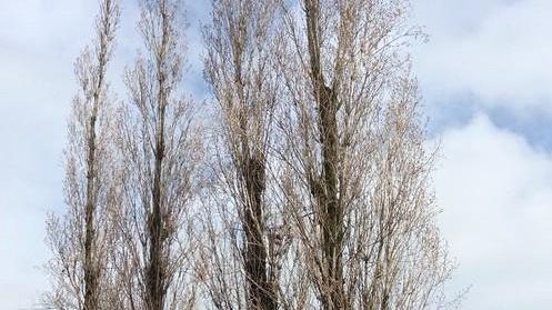 «Nuovi abbattimenti di alberi alle ex scuole di Migliarina»