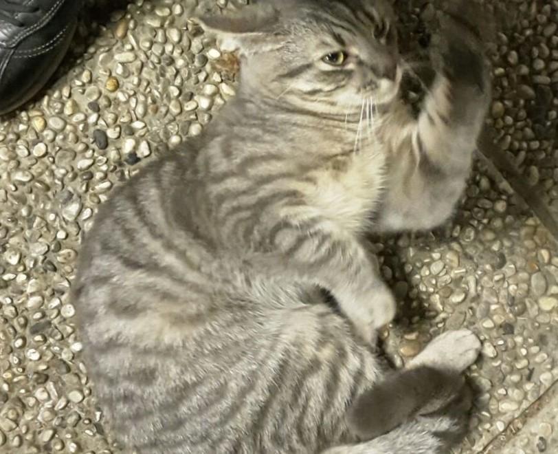 Un gattino abbandonato