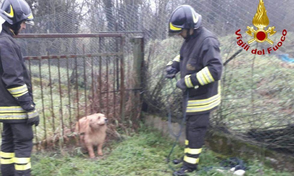 I vigili del fuoco salvano un cane 