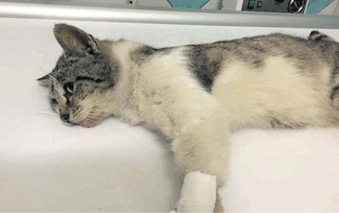 Il gatto è in cura alla clinica veterinaria Duemari
