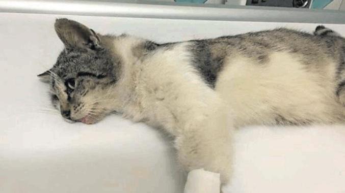 Il gatto è in cura alla clinica veterinaria Duemari