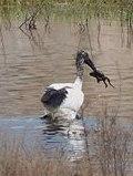 L’ibis sacro arriva nelle Valli 