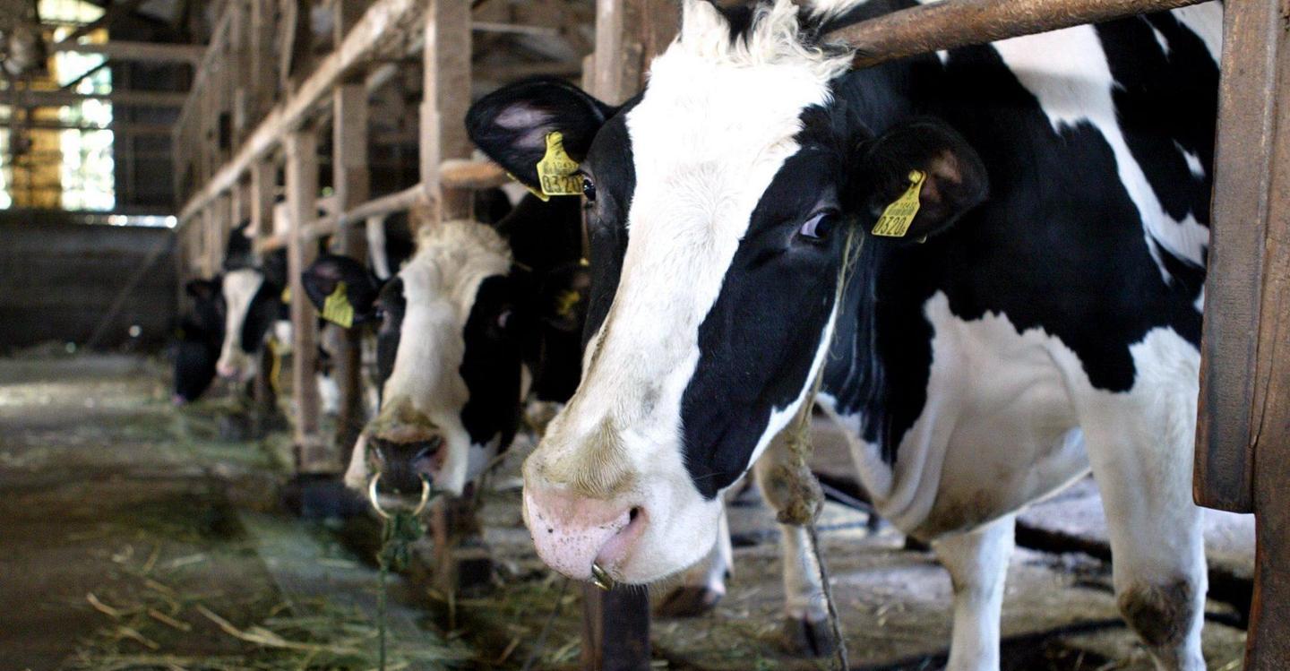 L’Agea sblocca 25 milioni per il benessere animale 