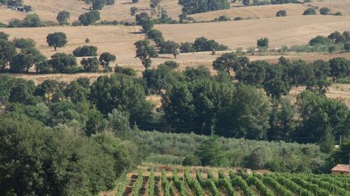 Tre consorzi di vino sbarcano a Prowein