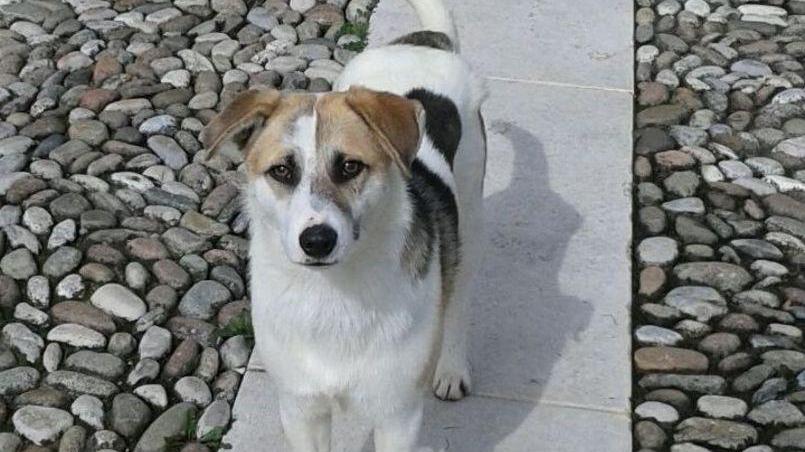 Da Reggio all’Irpinia per Lola, Pippo e Lupetto