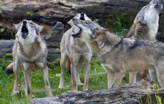 Lupi, in Regione incontro su ibridi e abbattimenti 