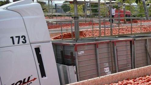 I produttori di pomodoro «Un premio alla qualità»