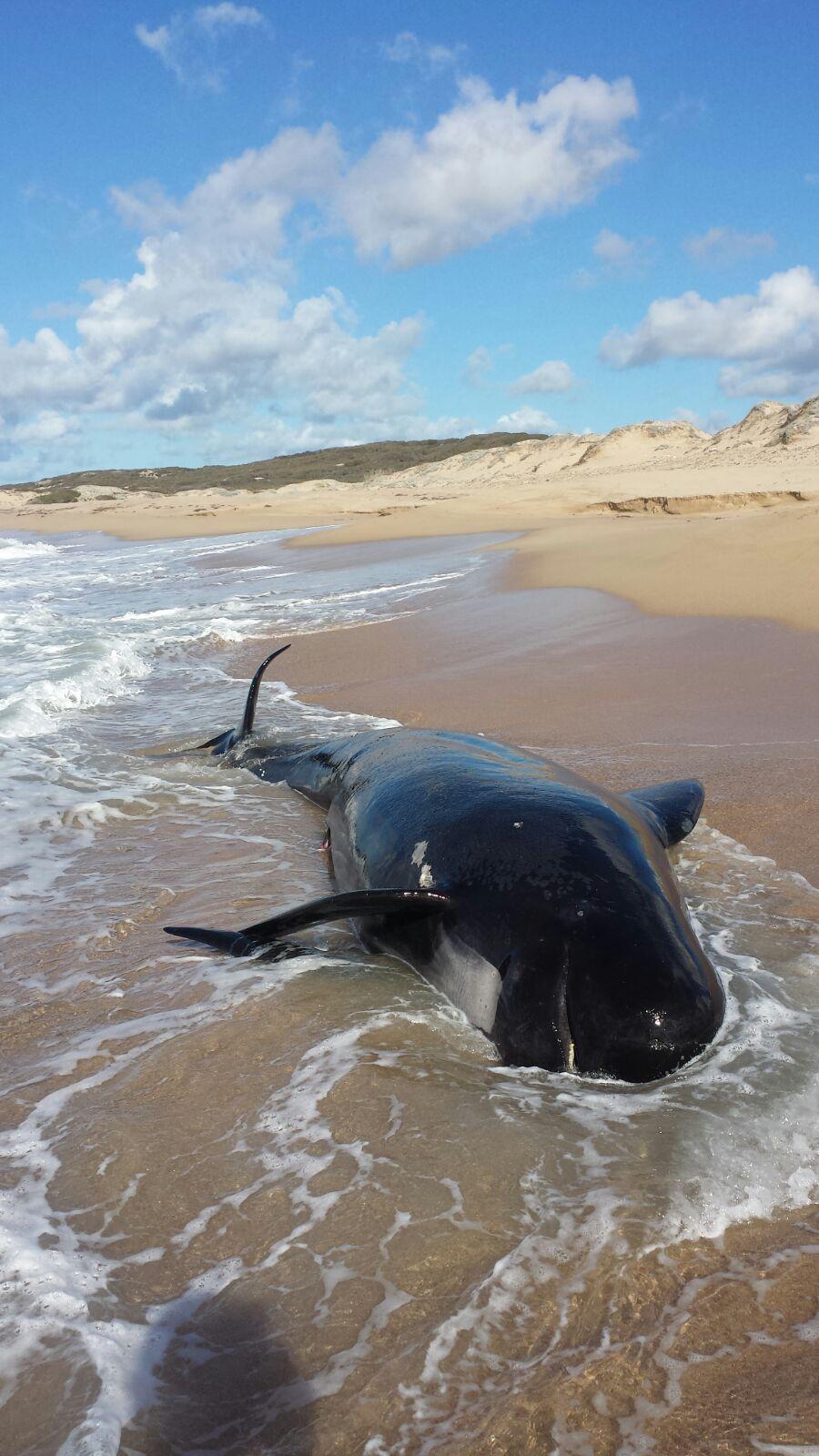 Il cetaceo sulla spiaggia di Monti Ruiu (foto Angelo Mavuli)