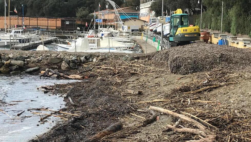 Detriti, alberi e alghe: i residui del maltempo lungo le spiagge 