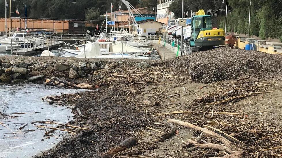 Detriti, alberi e alghe: i residui del maltempo lungo le spiagge